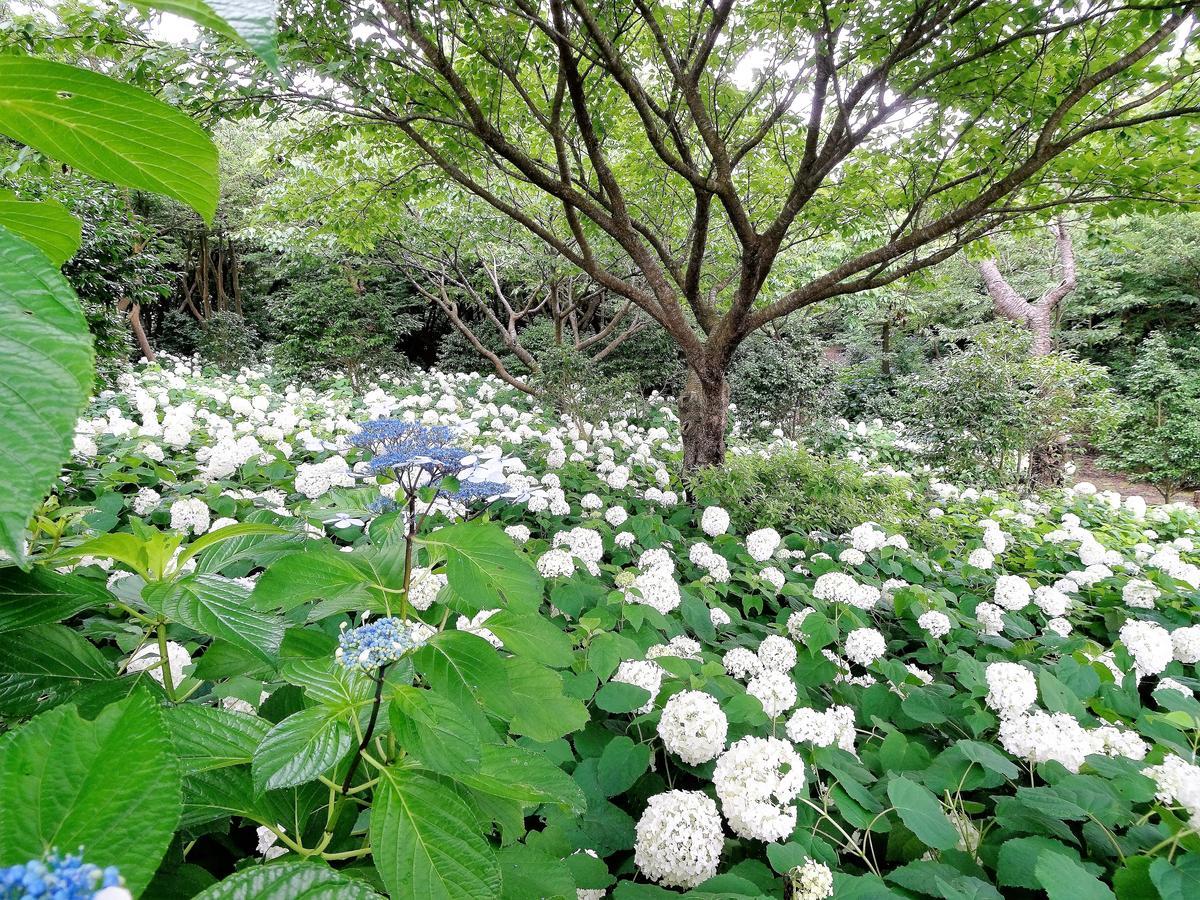 ホライゾン Villa Oshima Bagian luar foto